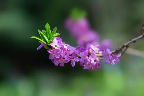 春の庭に紫色の花を咲かせます 春の夏の花の背景 繊細な背景芸術的なイメージ コピースペース 選択的フォーカス ぼやけた背景 — ストック写真