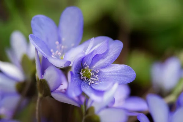 美しい春の青い花 クローズアップ コピースペース付き春の夏の花の背景 選択的焦点 — ストック写真
