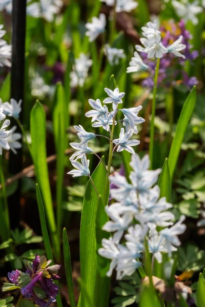 Mavi Beyaz Bahar Çiçekleri Çiçek Tarlasına Çiçek Açar Seçici Odak — Stok fotoğraf