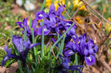 Güzel bahar mavisi çiçekler, yakın plan. Bahar mevsimi çiçekli arka plan. Seçici odak.