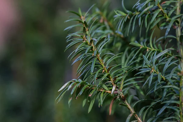 Tree Branch Green Leaves Sunny Day Hello Spring First Green — Stock Photo, Image