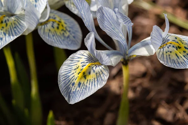 美しい春の白と青の花 クローズアップ 春の夏の花の背景 選択的焦点 — ストック写真