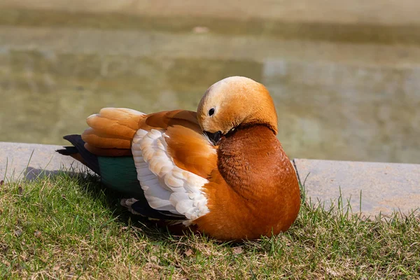 Insolite Orange Duck Ogar Près Étang Moscou Russie — Photo