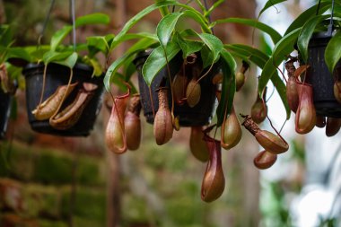 Nepenthes carnivorous tropical plant hanging from a tree in the greenhouse on a blurred background with selective focus. The picture was taken in the botanical garden. Moscow, Russia. clipart