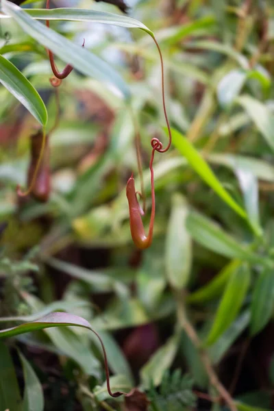 Nepenthes Planta Tropical Carnívora Que Cuelga Árbol Invernadero Sobre Fondo —  Fotos de Stock