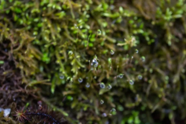 Close Fresh Green Moss Greenhouse Blurred Background Selective Focus Picture — Stock Photo, Image