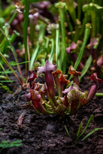 Крупный План Хищного Растения Ловушки Насекомых Sarracenia Latin Sarracenia Плотоядное — стоковое фото