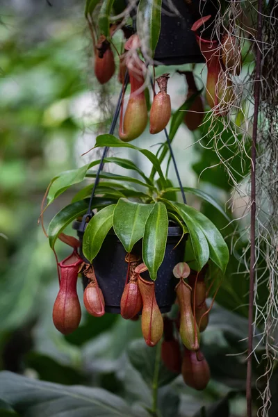 Seradaki Bir Ağaçtan Sarkan Etobur Tropikal Bitki Seçici Bir Odak — Stok fotoğraf