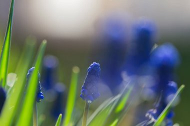 Muscari Hyacinth blue flowers grow on a flower bed in spring, beautiful light falls, place for text, selective focus, blurred background clipart