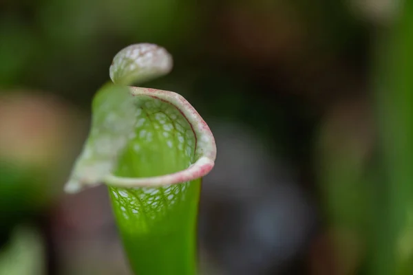 Close Uma Flor Predatória Armadilha Insetos Sarracenia Latina Sarracenia Uma — Fotografia de Stock