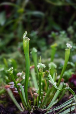 Sarracenia 'nın yırtıcı bir böceğine yakın plan. Latin Sarracenia, seçici odaklı bulanık bir arka planda etobur bir böcek.