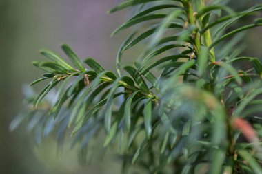 Güneşli bir günde yeşil yapraklı ağaç dalı. Merhaba bahar. Baharda ağaçlardaki ilk yeşil yapraklar