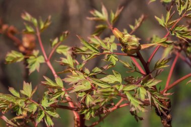 Güneşli bir günde yeşil yapraklı ağaç dalı. Merhaba bahar. Baharda ağaçlardaki ilk yeşil yapraklar