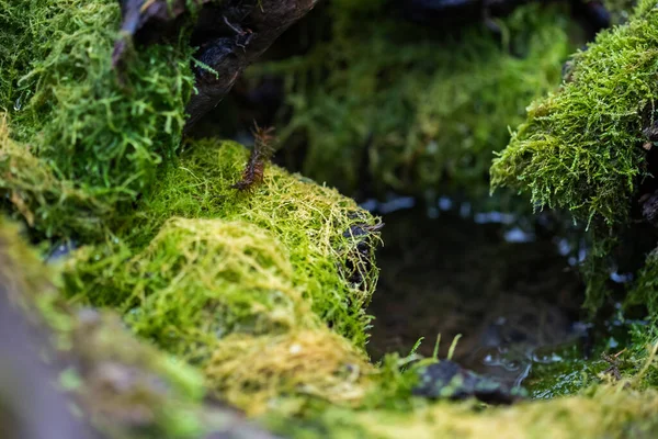 Close Fresh Green Moss Greenhouse Blurred Background Selective Focus Picture — Stock Photo, Image