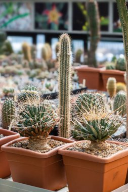 Farklı saksılarda çeşitli tropikal kaktüslerin ve sulu bitkilerin toplanması. Serada kaktüs saksısı