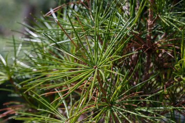 Güneşli bir günde yeşil yapraklı ağaç dalı. Merhaba bahar. Baharda ağaçlardaki ilk yeşil yapraklar