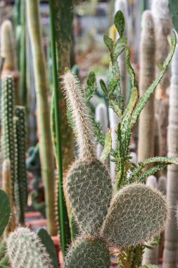Farklı saksılarda çeşitli tropikal kaktüslerin ve sulu bitkilerin toplanması. Serada kaktüs saksısı