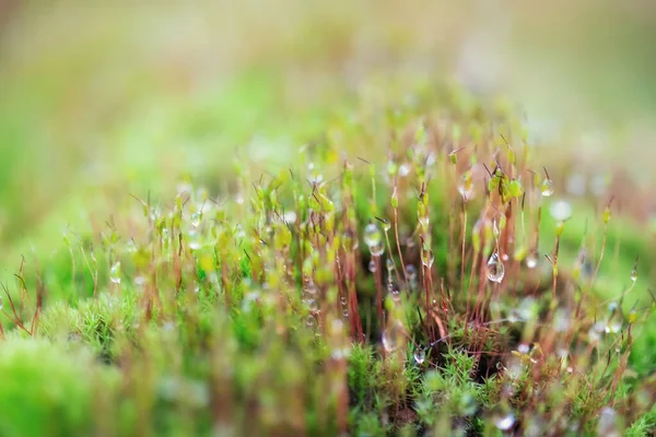 Close Fresh Green Moss Greenhouse Blurred Background Selective Focus Picture — Stock Photo, Image