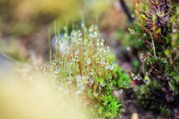 Close Fresh Green Moss Greenhouse Blurred Background Selective Focus Picture — Stock Photo, Image