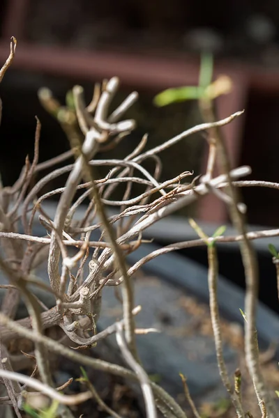 Gemelli Albero Morti Asciugati Una Pentola Fiore — Foto Stock