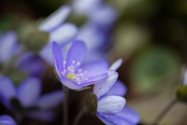 美しい春の青い花 クローズアップ コピースペース付き春の夏の花の背景 選択的焦点 — ストック写真