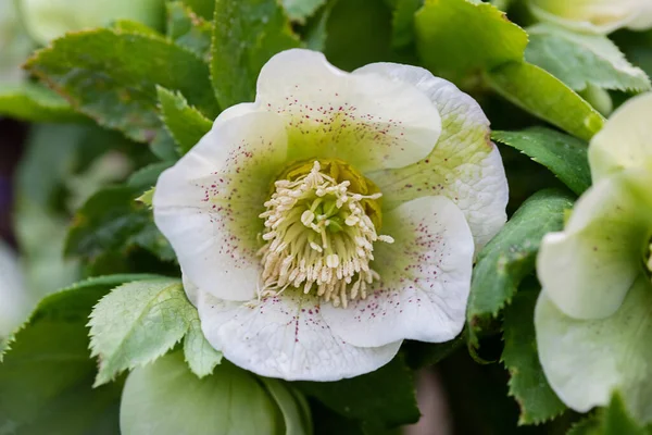 Çiçeklikteki Helleborus Orientalis bahar çiçeğinin yakın görüntüsü. Seçici odak