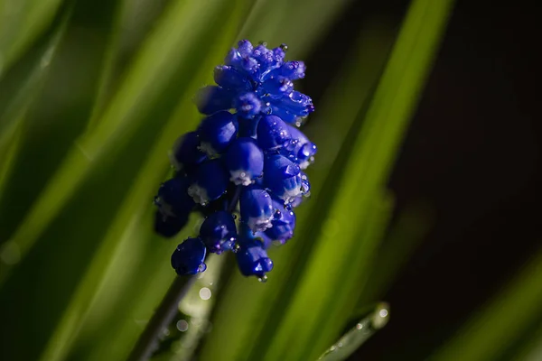 春に花壇に咲くムスカリヒヤシンスブルーの花 美しい光の滝 テキストのための場所 選択的フォーカス ぼやけた背景 — ストック写真