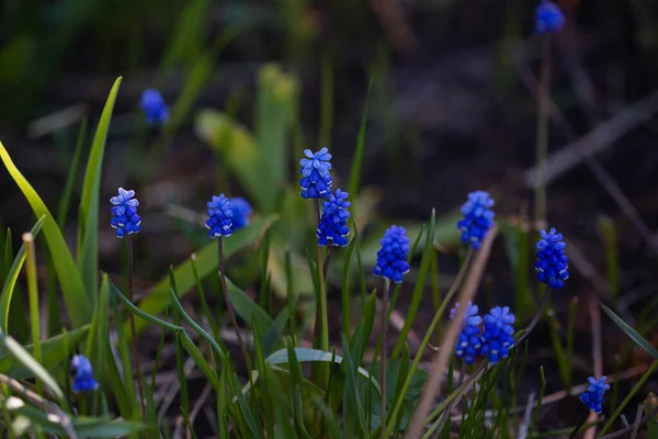 春に花壇に咲くムスカリヒヤシンスブルーの花 — ストック写真