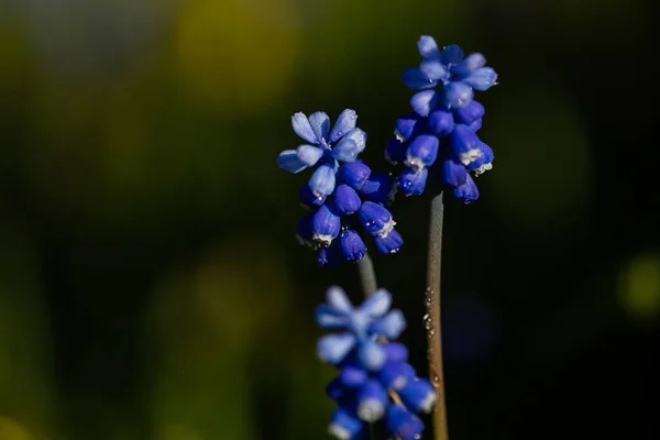 春に花壇に咲くムスカリヒヤシンスブルーの花 美しい光の滝 テキストのための場所 選択的フォーカス ぼやけた背景 — ストック写真