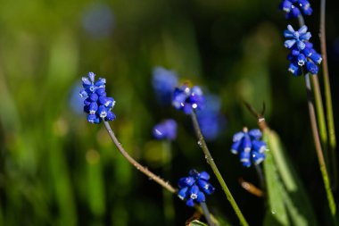 Muscari Hyacinth mavi çiçekleri baharda bir çiçek tarlasında yetişir, güzel ışık düşer, metin için yer, seçici odak, bulanık arkaplan
