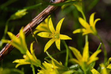 Sarı çiçekler baharda çiçek tarlasında yetişir, güzel ışık düşer, yazı için yer, seçici odak, bulanık arkaplan