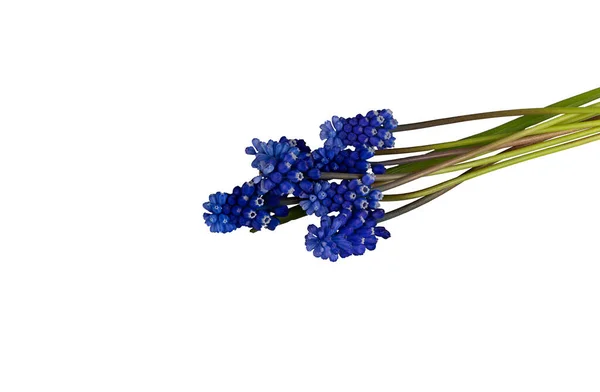 在白色背景上隔离的麝香蓝花 — 图库照片