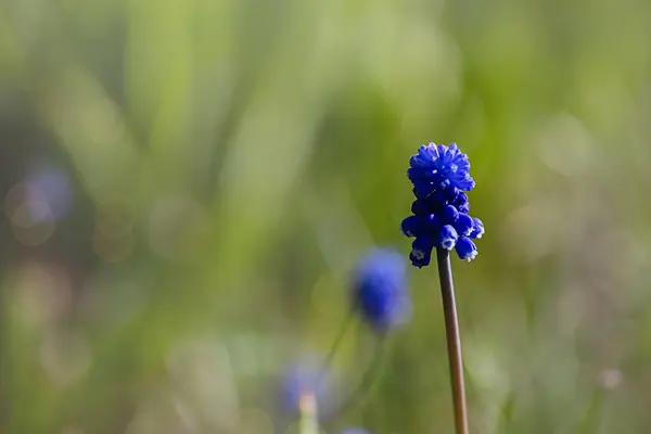 Muscari Hyacinth Modré Květy Rostou Záhonu Jaře Krásné Světlo Padá — Stock fotografie