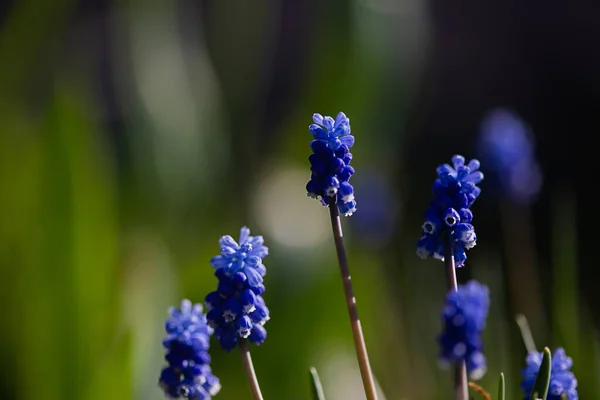 Muscari Hyacinth Modré Květy Rostou Záhonu Jaře Krásné Světlo Padá — Stock fotografie