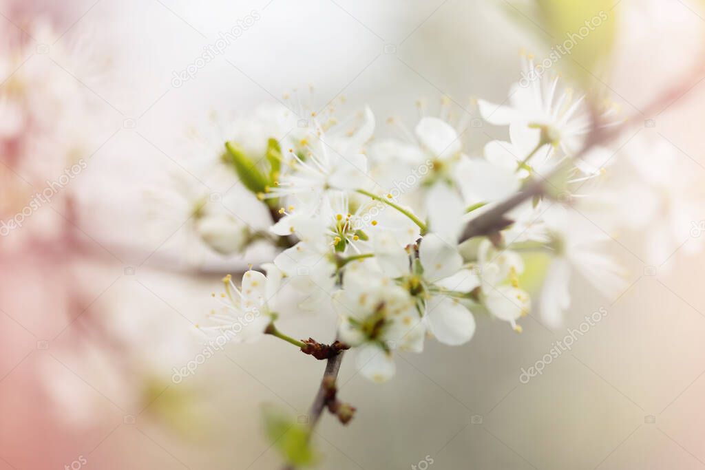 Defocused floral background with cherry blossoms on green leaves.