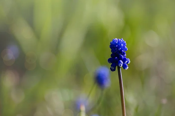 Muscari Hyacinth Mavi Çiçekleri Baharda Bir Çiçek Tarlasında Yetişir Güzel — Stok fotoğraf