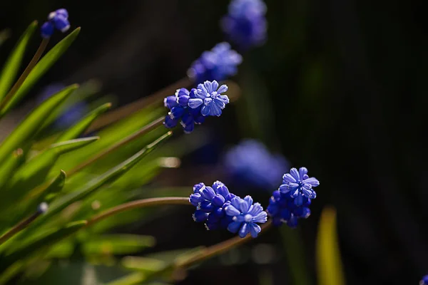 春に花壇に咲くムスカリヒヤシンスブルーの花 美しい光の滝 テキストのための場所 選択的フォーカス ぼやけた背景 — ストック写真