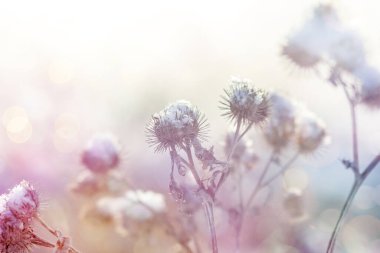 Batan güneşin ışınlarında, kar tabakasının altında çeşitli çimen yaprakları seçici odak, bulanık arka plan, güneş parlaması