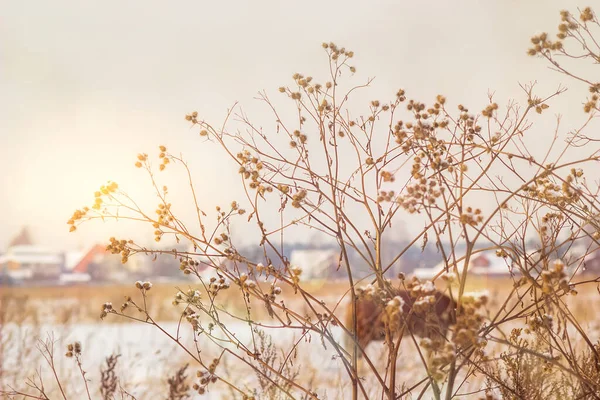 Différents Brins Herbe Sous Une Couche Neige Dans Les Rayons — Photo