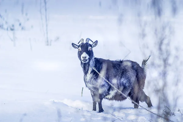 Cute Gray Goat White Snow Weather Cold Winter — Stock Photo, Image