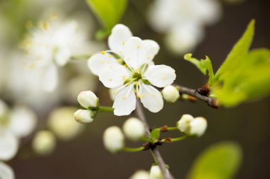Yeşil yaprakların üzerinde kiraz çiçekleri olan çiçek arkaplanı..