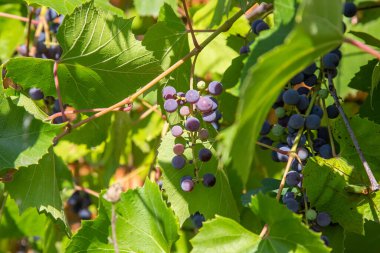 Isabella üzümleri olgunlaşmış bir sarmaşığın üzerinde bahçenin tuğladan duvarına tırmanıyor..