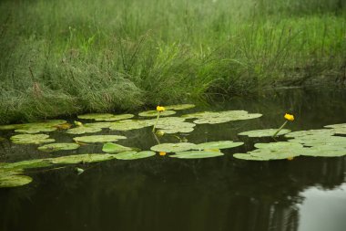 Nehrin yüzeyindeki su bitkileri, yaz orman manzarası..