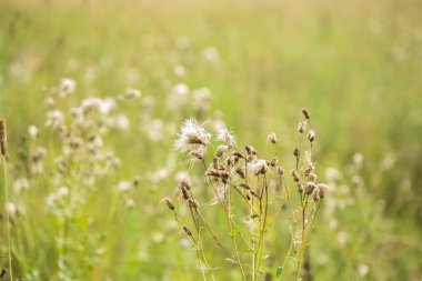Yaprakları ve bulanık arkaplanı olan yeşil yaz yaprakları soyut dokusu.