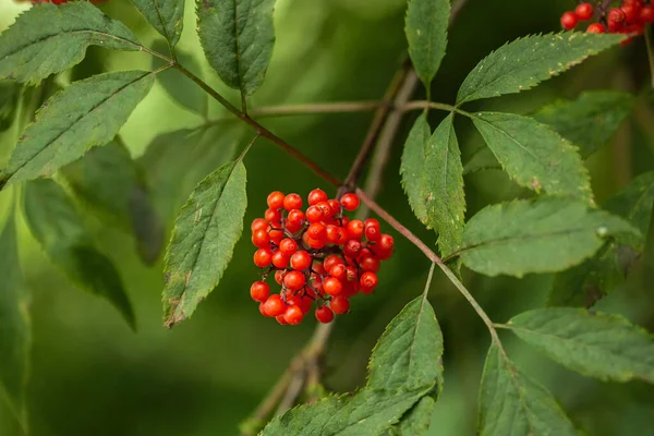 Reife Rot Orangefarbene Vogelbeeren Großaufnahme Die Trauben Auf Den Ästen — Stockfoto