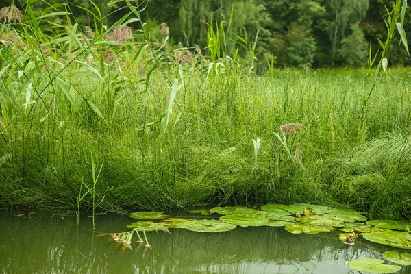 川の表面に水の植物 夏の森の風景 — ストック写真