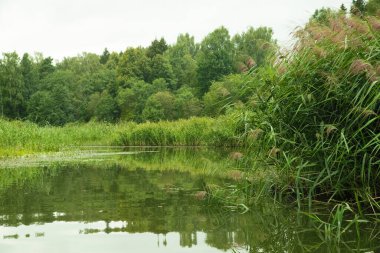 Nehirle gündüz vakti yeşil yaz orman manzarası.