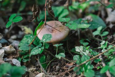 Çimenlerdeki yenilebilir mantar seçici odak ve bulanık arkaplan ile kapanıyor.