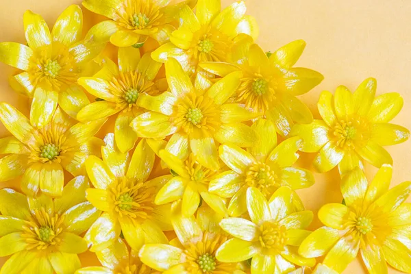 A scattering of yellow spring flowers on a solid background