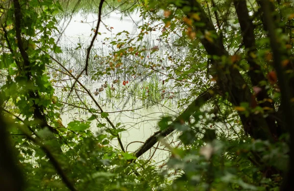 昼間は川と緑の夏の森の風景 — ストック写真
